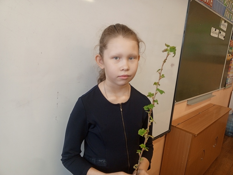 Пробуждение веточки.