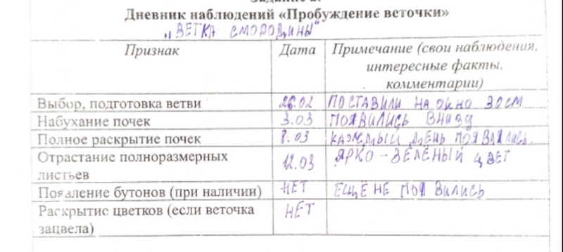 Пробуждение веточки.